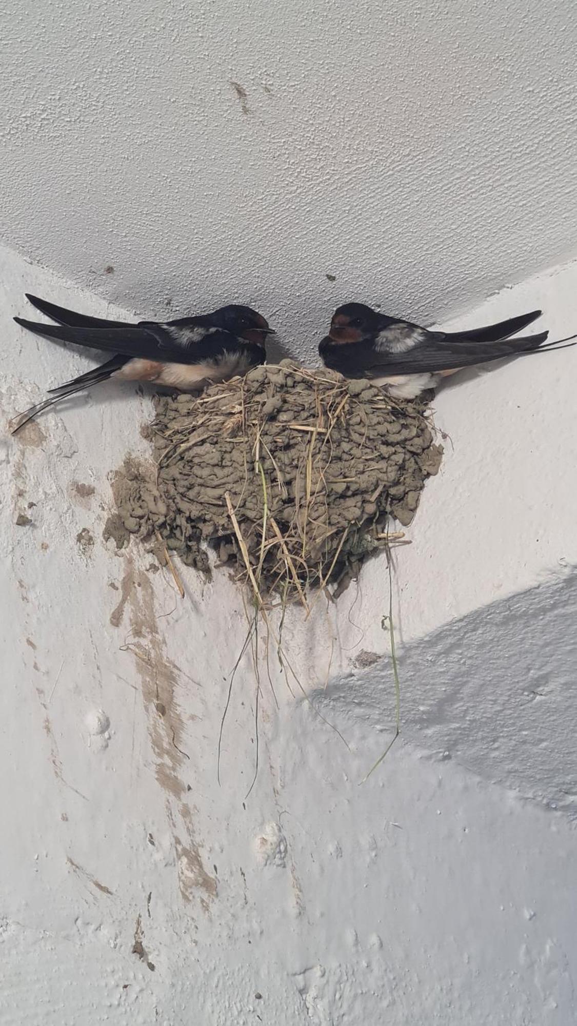 Dei Cozy Apartment Shkodër エクステリア 写真